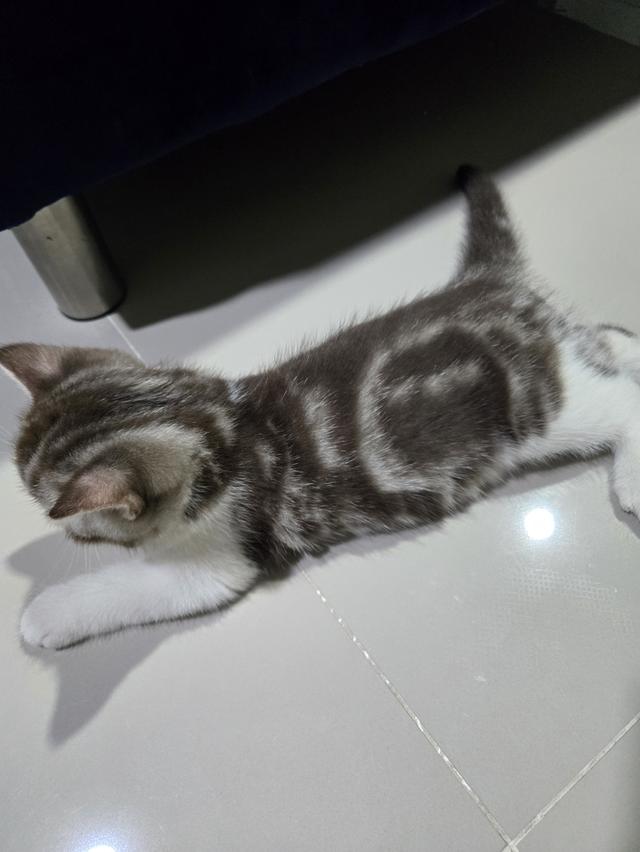 เด็กหญิง พร้อมย้าย พ่อแม่พกใบเพ็ดทั้งคู่ รูปที่ 19