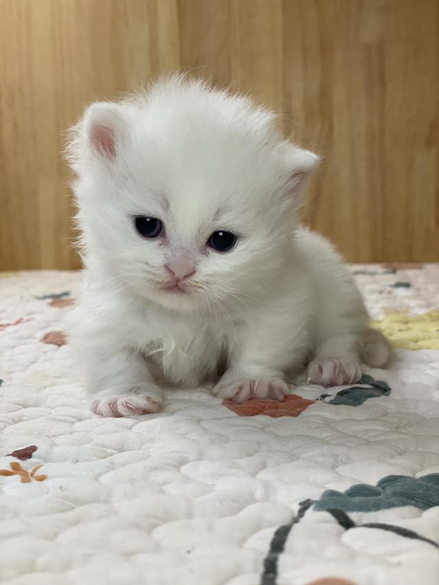 ลูกแมวมันช์กิ้น ขาสั้น รูปที่ 4