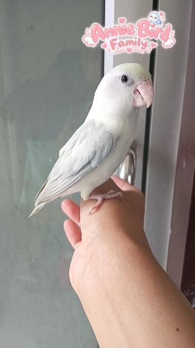 นกฟอพัส (Forpus Parrot)สี: ไดลูทพาสเทล (Dilute Pastel) โทนละมุน สีสวยหวานสะอาดตา เอกลักษณ์ความนวลที่ละมุน รูปย่อยที่ 3