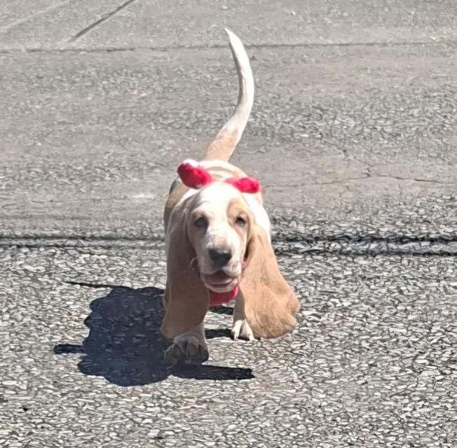 บาสเซ็ตฮาว์ดใบเพ็ดสมาคมพัฒนาพันธุ์สุนัข 16