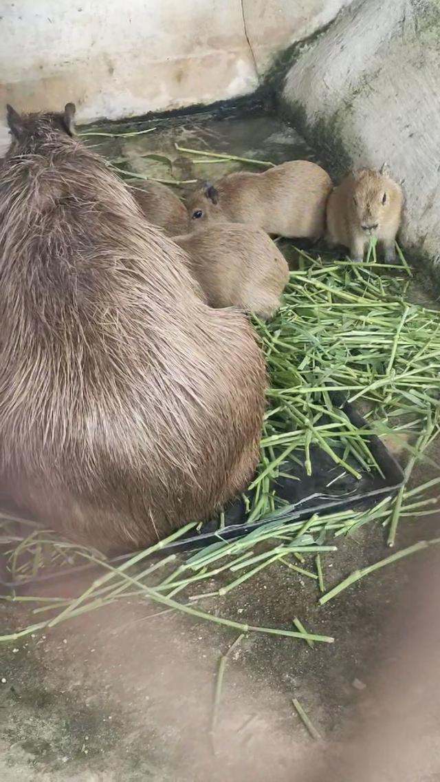 หนูยักษ์ คาปิบาร่า , capybara  3