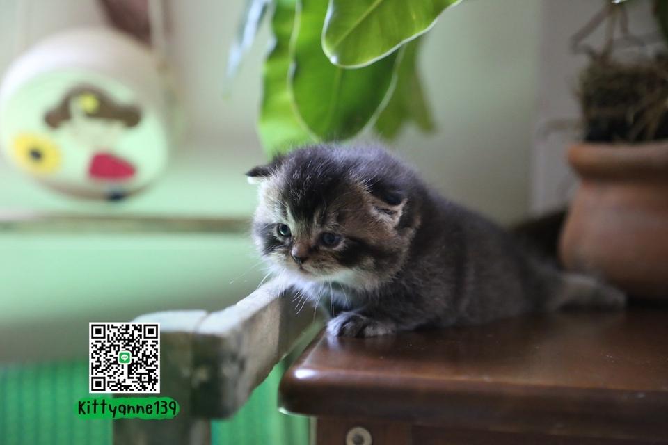 แมวเปอร์เซียผสมบริติชwcf รูปที่ 13