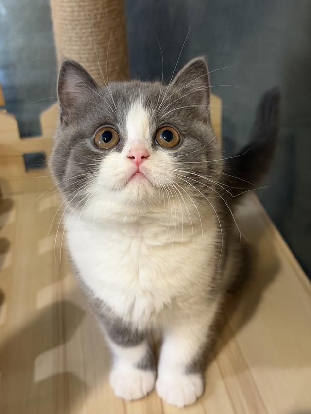 แมวบริติชสายเลือดแชมป์