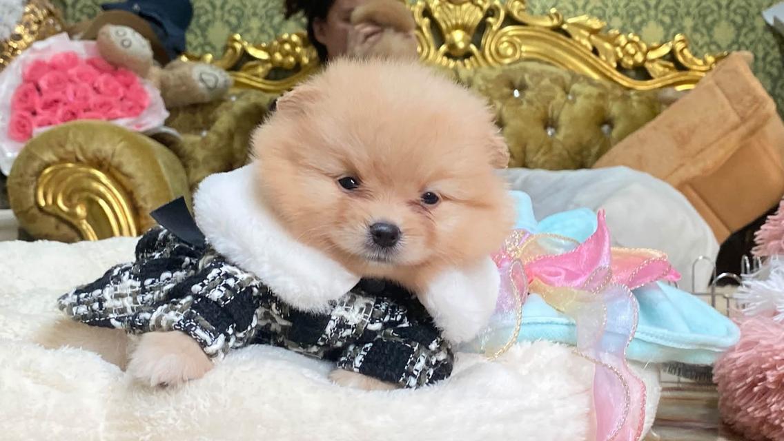 ลูกปอมแท้ น่ารัก กำลังซนๆ ขี้อ้อนสุดๆ รูปที่ 9