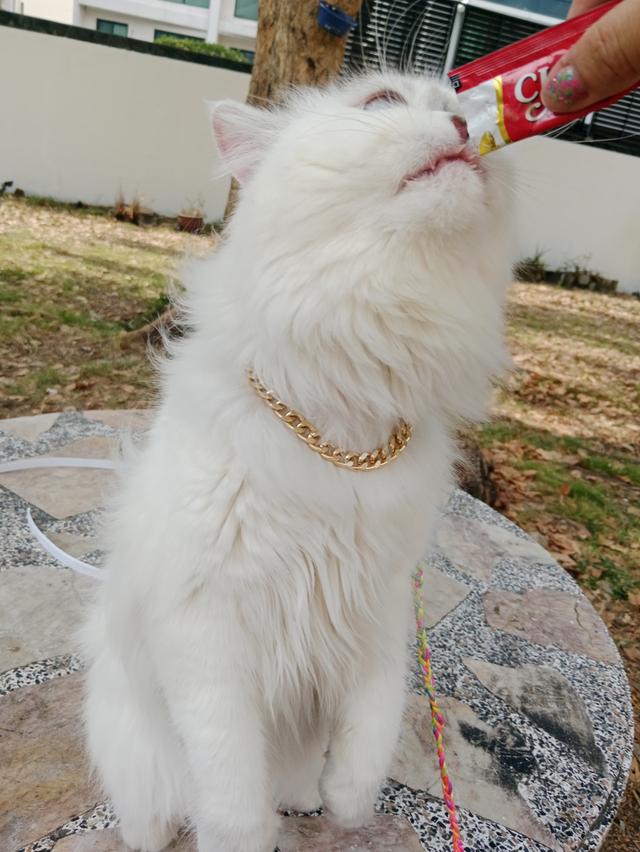 Persian  10