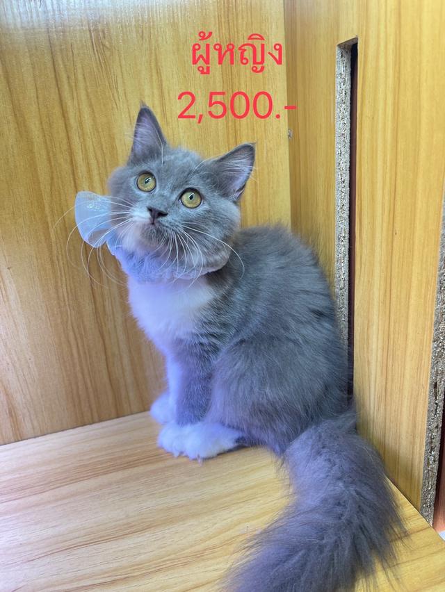 แมวพันธุ์สก็อตติช 2,500-3,500 (ราคาแบ่งเลี้ยง) 2