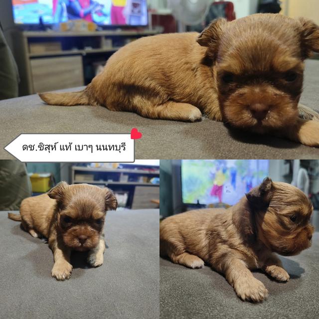 ชิสุห์ทอย