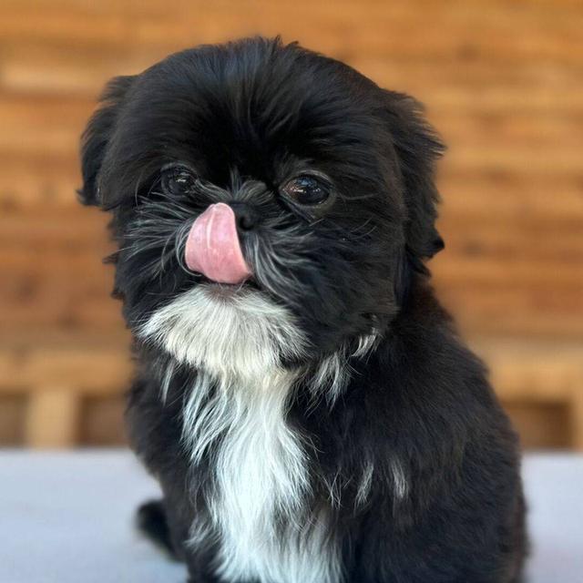 Shih Tzu Puppies WhatsApp me : +66 63 826 3042 รูปย่อยที่ 2