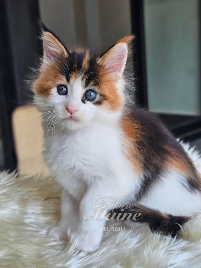 ลูกแมวเมนคูนแท้ เพศเมีย