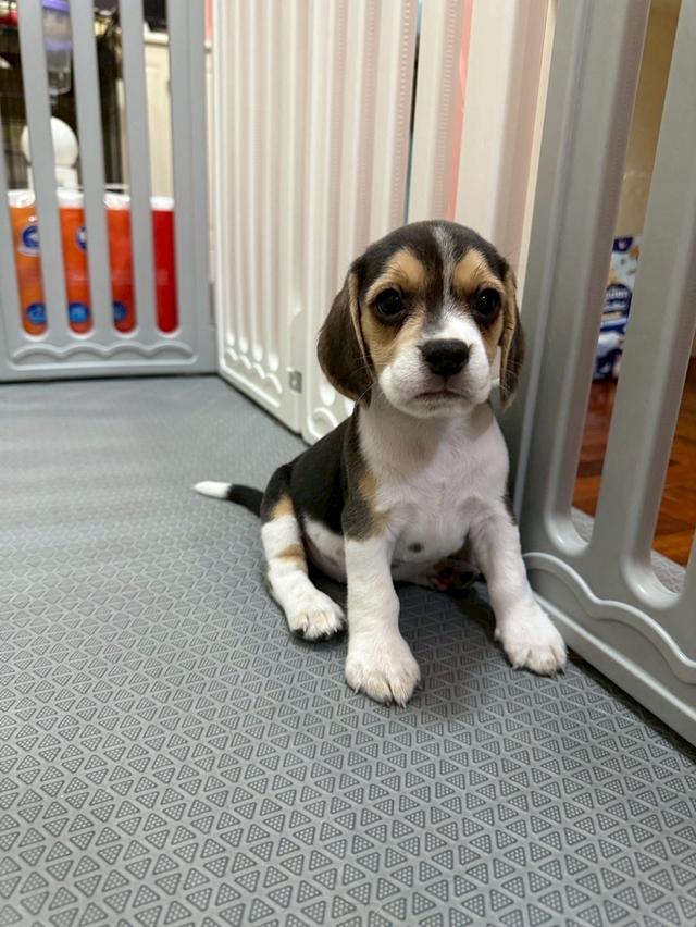บีเกิ้ล (Beagle)