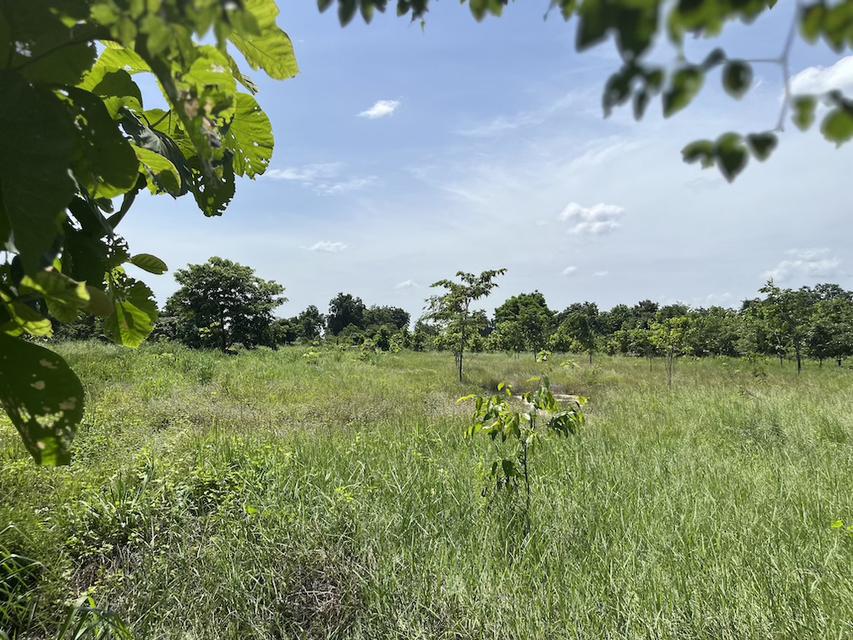 ที่ดินสวนป่า สร้างรายได้ อู่ทอง สุพรรณบุรี ขนาด 10 ไร่  11