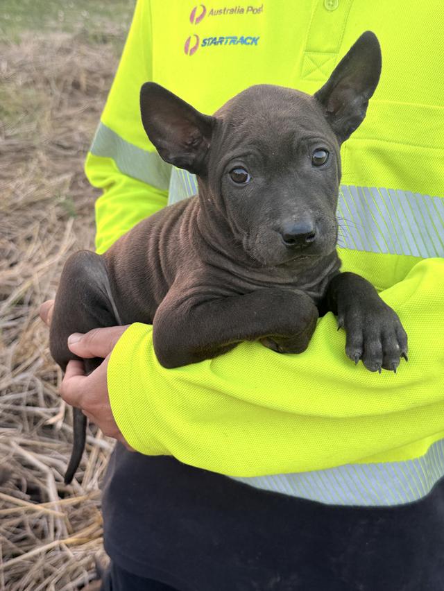 สุนัขไทยหลังอาน เลือด 100% รูปที่ 2