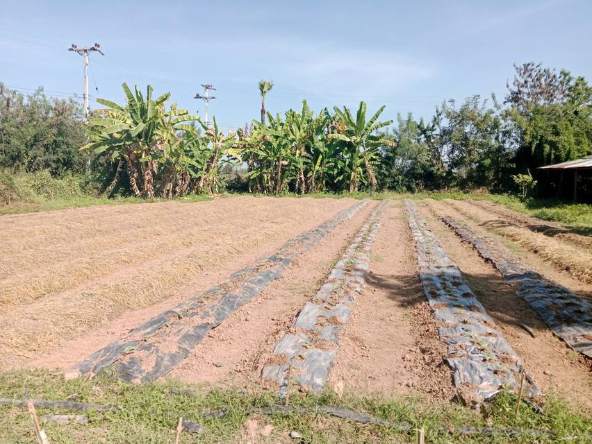 ที่ดินเจ้าของขายเอง ทั้ง3แปลง ครุฑแดง ใกล้โรงพยาบาล สถานศึกษา อำเภอ ที่ดิน สถานนีตำรวจ สามารถคุยโดยตรงกับเจ้าของที่ได้เลย ที่อยู่ จ.ลำแาง 4