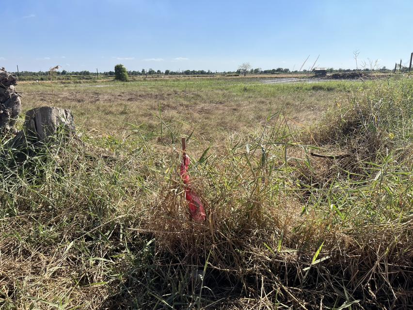 ขายที่ดิน 1 ไร่ มีโฉนด อ.ปากพลี ขายพร้อมโอน 420,000 บาท 10