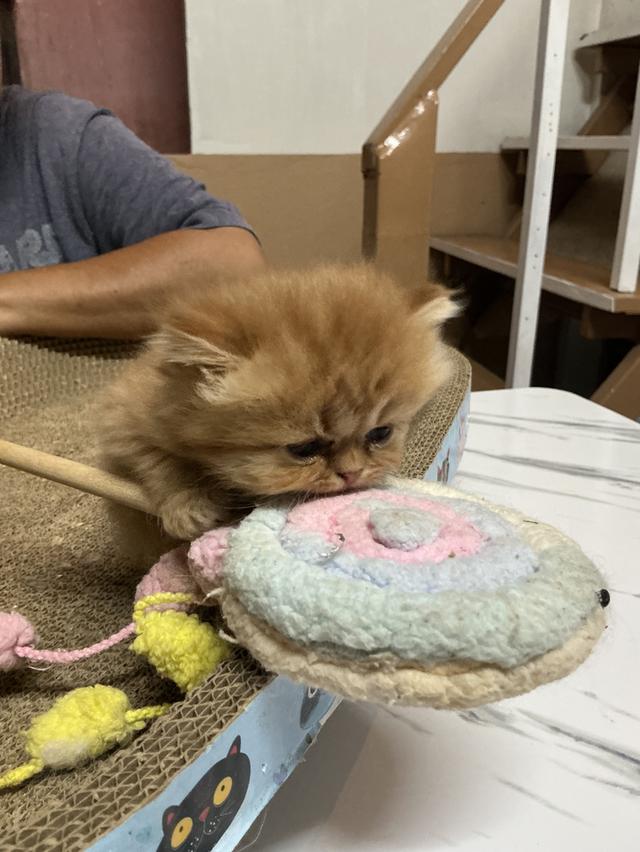 แมวเปอร์เซียส้มกาฟิว เพศ เมียตัวแร์ไอเท็ม กาฟิวเมียหายาก รูปที่ 3