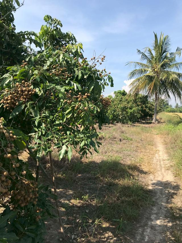 ขาย ที่ดินสวนลำไย 4ไร่ 99ตร.ว. อ.ดอยหลวง จ.เชียงใหม่ 1