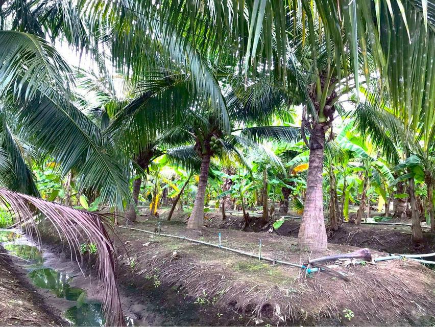 ขายที่ดิน เนื้อที่ 6-2-62 ไร่ ซอยเลียบนที ใกล้แม่น้ำแม่กลอง ใจกลางเมืองสมุทรสงคราม 4