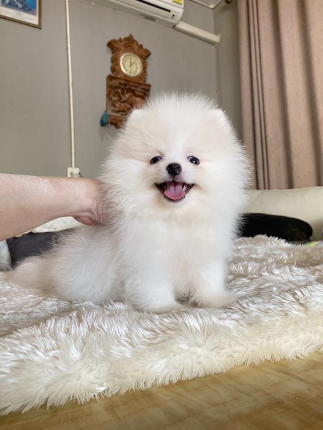 ปอมแท้ อ้วนกลมหมี พร้อมเลี้ยง 2