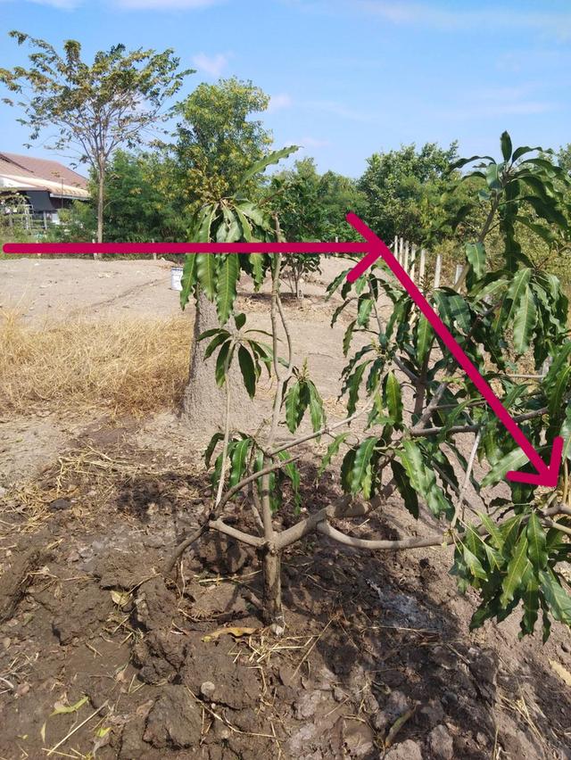 ขายที่ดินสวยติดถนนพร้อมโฉนด 3