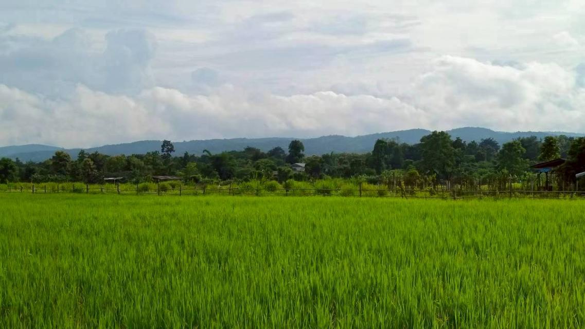 ขายด่วนที่ดินแม่แตงวิวดอยเหมาะทำบ้านพัก รูปที่ 13