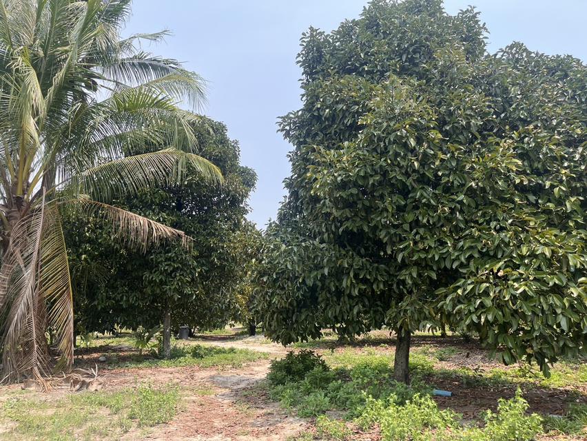 ที่ดิน อำเภอเมืองจังหวัดปราจีนบุรี 3