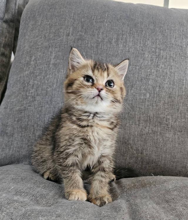 โคโค่ สก็อตติชโฟลด์แท้ 8