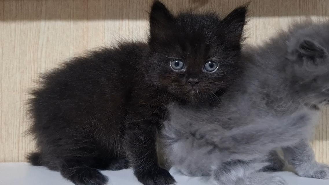 ลูกแมวบริติช British Shorthair , British Longhair รูปที่ 10