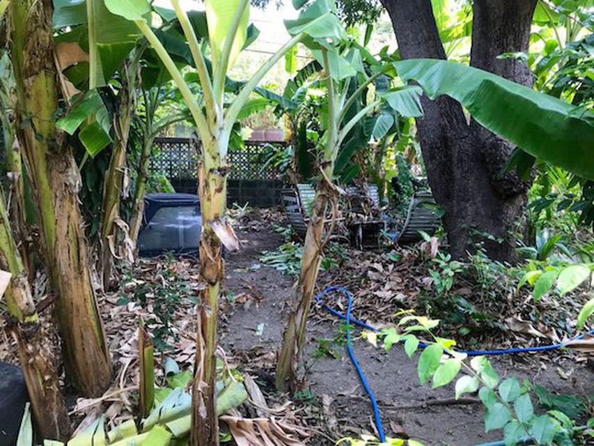 L612 ขายด่วน ที่ดินเปล่า133 ตรว ลาดพร้าว79 ใกล้ทางด่วนรามอินทรา ,CDC ...