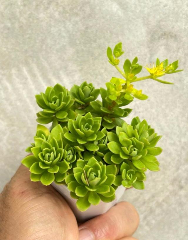 Rose Sedum (กุหลาบหยก)