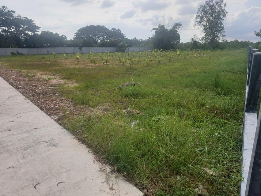 ขายที่ดินตาขันถมแล้ว 2 ไร่ ติดถนนคอนกรีต ซ.สวนสุขภาพหนองอ้อใกล้แยกบ้านแลงถนนเส้น36-3.7กม. อ.บ้านค่าย ระยอง 3