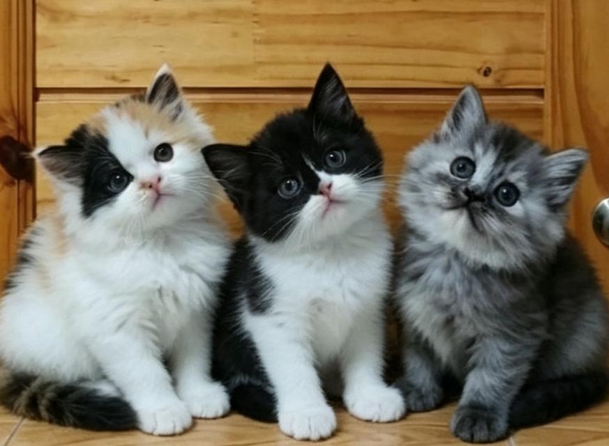 ลูกแมวเปอร์เซีย 3 สาว