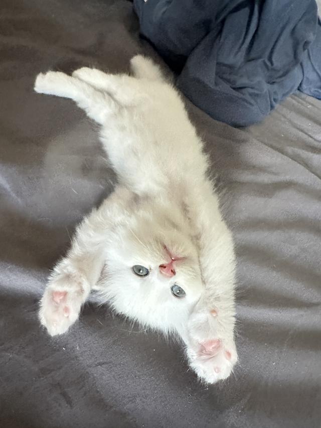 แมวเปอร์เซีย  (ชะอำ) รูปที่ 1