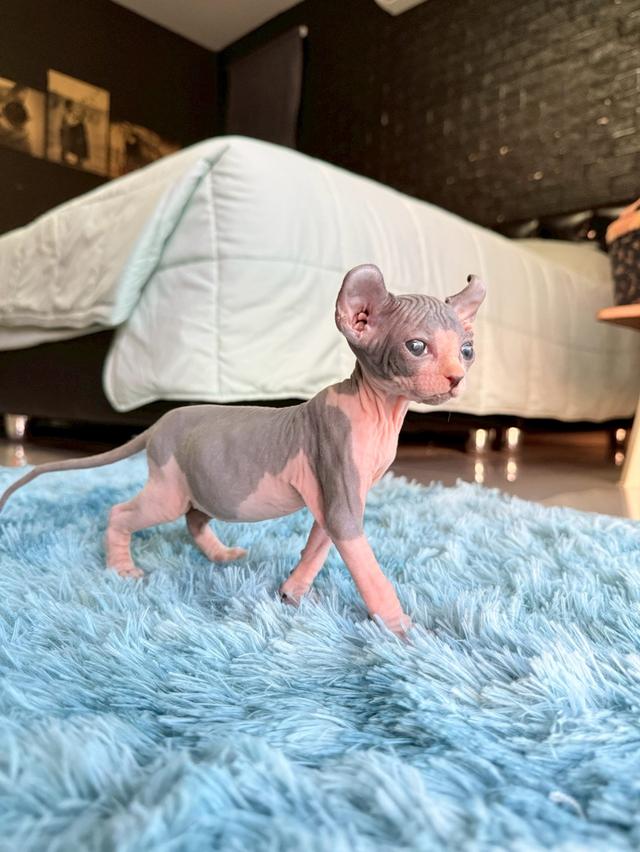 แมว สฟิงซ์ เพศเมีย หูพลิก 6