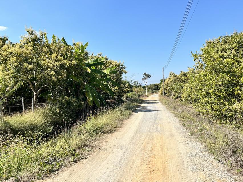 ขายที่ดิน สวนมะม่วงพร้อมให้ผลผลิต 7