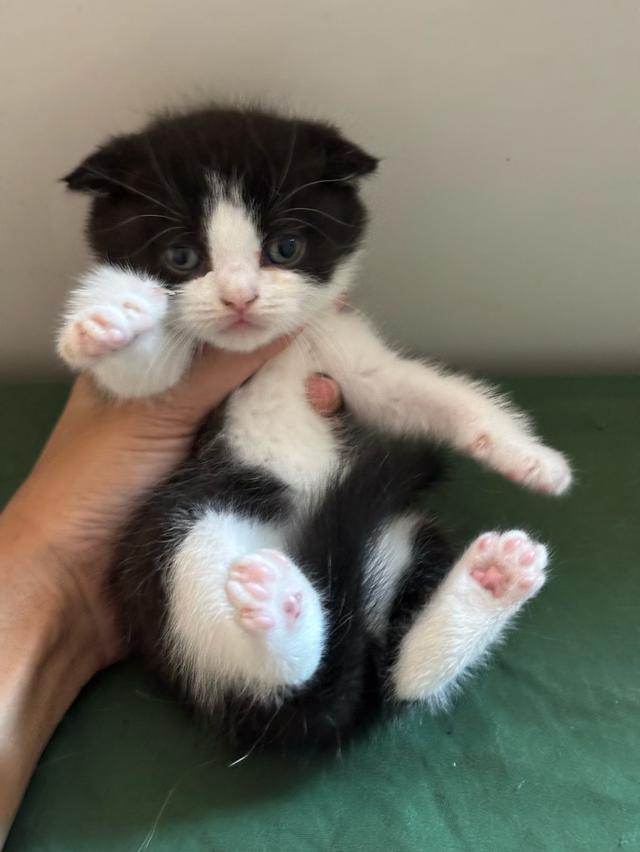 แมวสก็อตติช Scottish