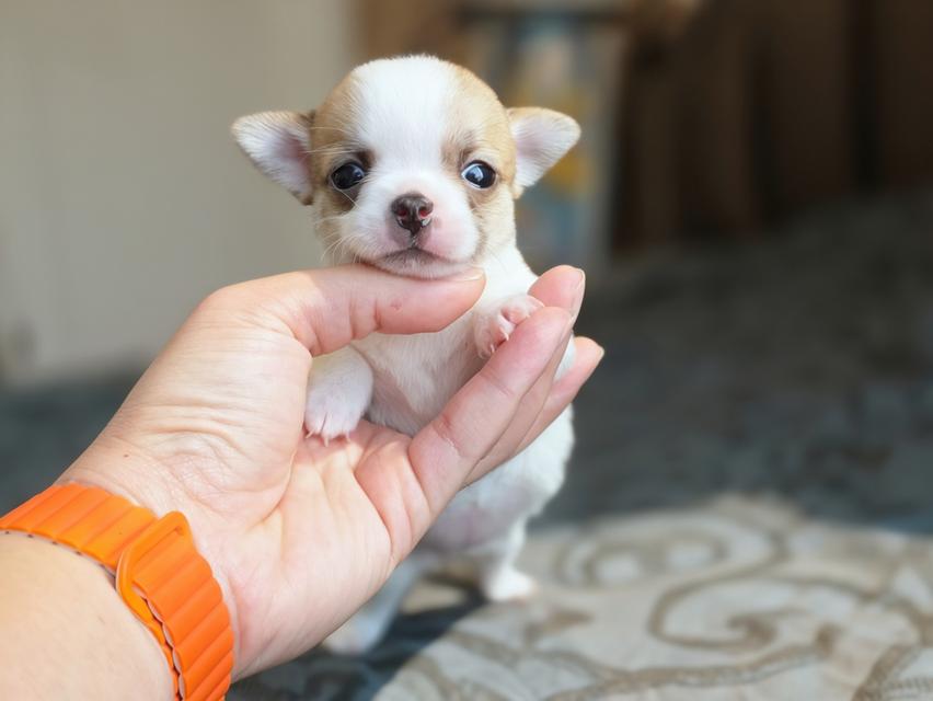 ชิวาวาขนสั้นพันธุ์แท้หน้าสั้น3สาวน้อยน่ารักพร้อมย้ายบ้านมีส่งเก็บปลายทางได้ครับ