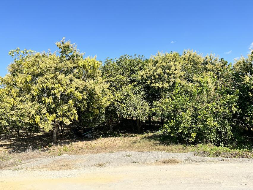 ขายที่ดิน สวนมะม่วงพร้อมให้ผลผลิต 9