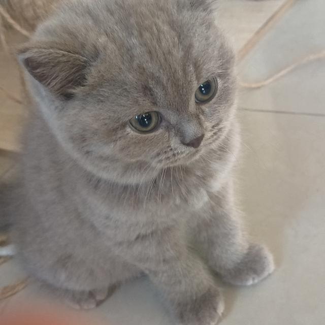 น้องแมวเพศเมีย พันธ์ บริติชชอทแฮร์ 7