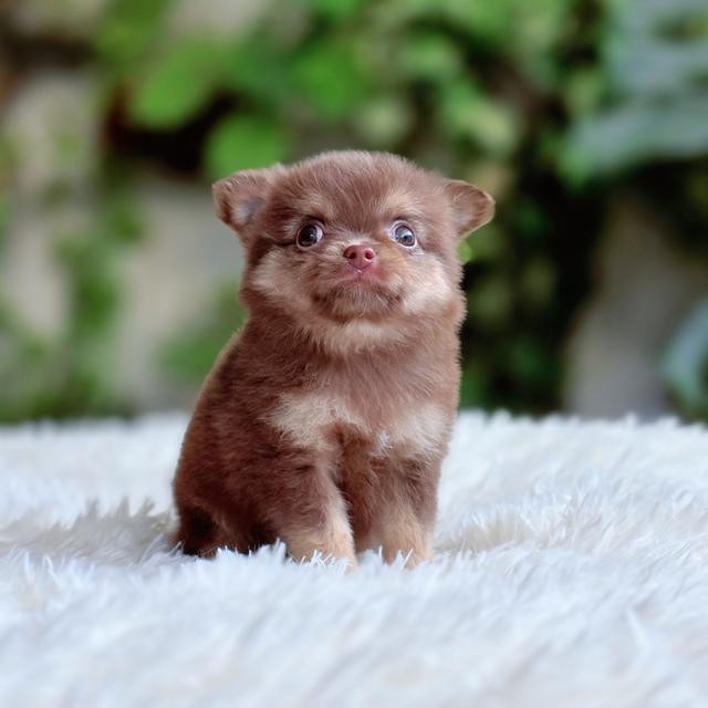 Chihuahuaสีช็อคเพศผู้ 5