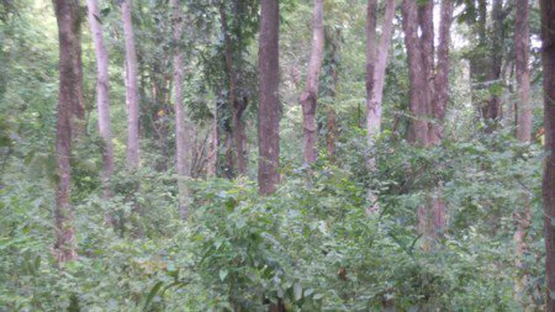 รูป ขายที่ดินมี​โฉนด​ พร้อมสวนป่า​ไม้ธรรมชาติ​จำนวน 129 ไร่​ อ.หันคา จ.ชัยนาท 1