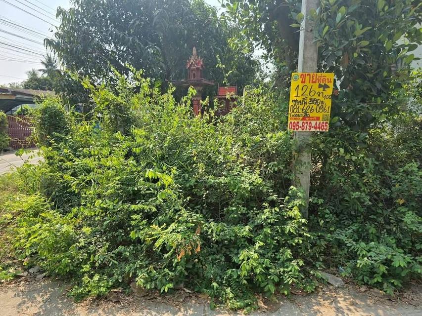 ขายด่วน  ที่ดิน 126 ตารางวา ติดถนนคอนกรีตสาธารณะ มะเดื่อ เมืองนครปฐม 3