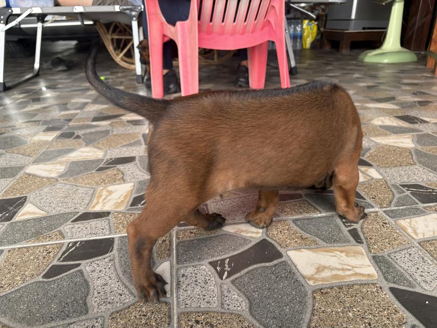 สุนัขพันธ์ุไทยหลังอาน อายุ45 วัน 3