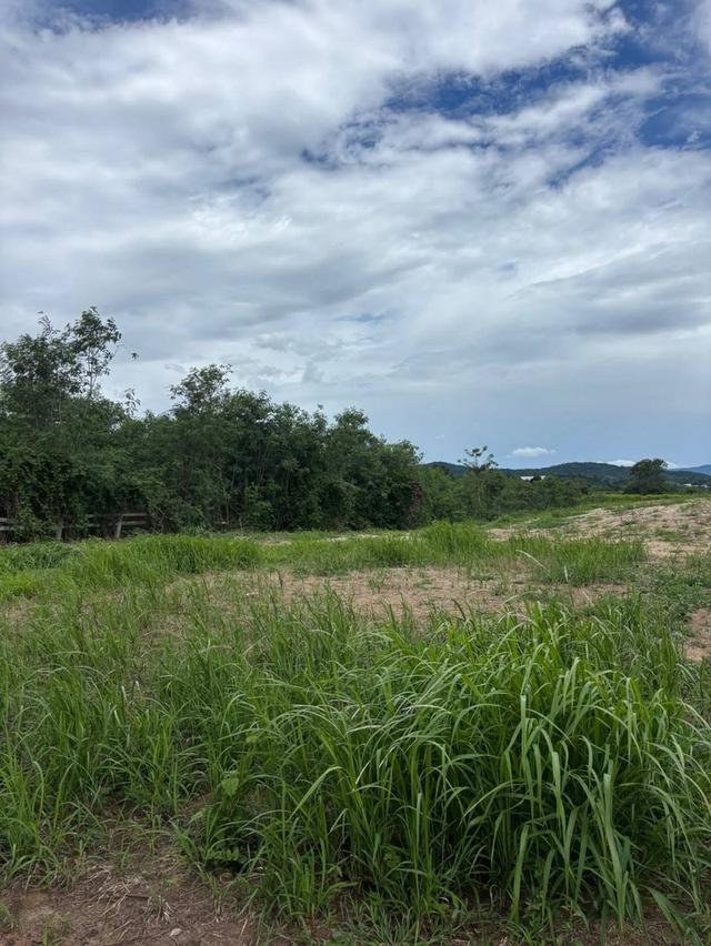 ขายที่หนองสาหร่าย ปากช่อง ที่ติดน้ำ วิวเขาสวย ที่ดิน 1ไร่ 59 ตร.ว ที่สวย ลมดีอากาศถ่ายเท ทำเลดี ใกล้เส้น2235 สนามกอล์ฟแรนโชว์ ตลาดสด เซเว่น 0879074045 3