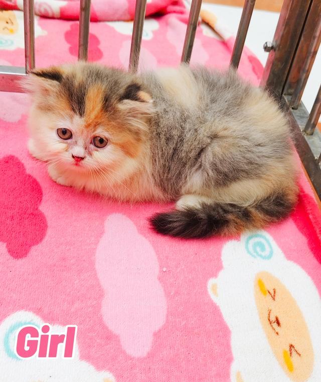 น้องเปอร์เซียพร้อมย้ายบ้านครับ 8