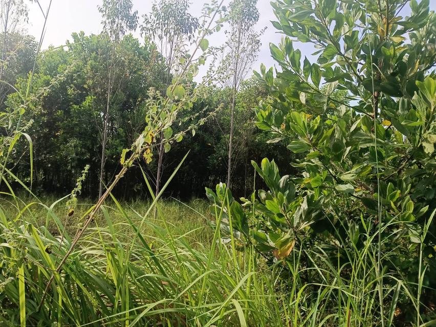 ขายที่ดินนนทรี 18 ไร่ ใกล้ถนนเส้นสุวรรณศร33-2กม. อ.กบินทร์บุรี ปราจีนบุรี 2