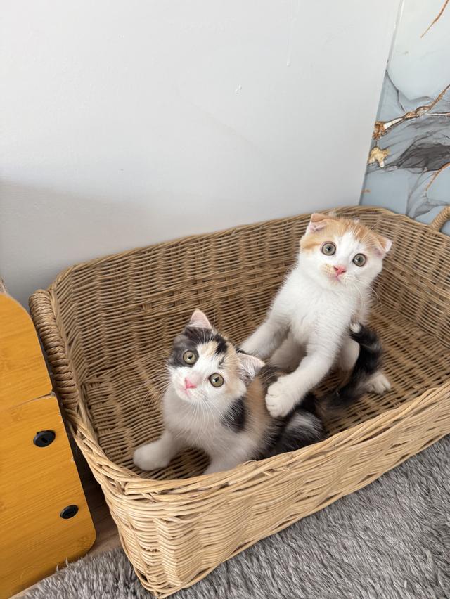 ลูกแมวพันธุ์สก๊อตติชแท้