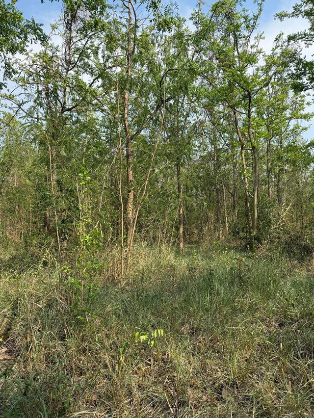 ที่ดินเปล่าภูเขียว 6 ไร่ 5