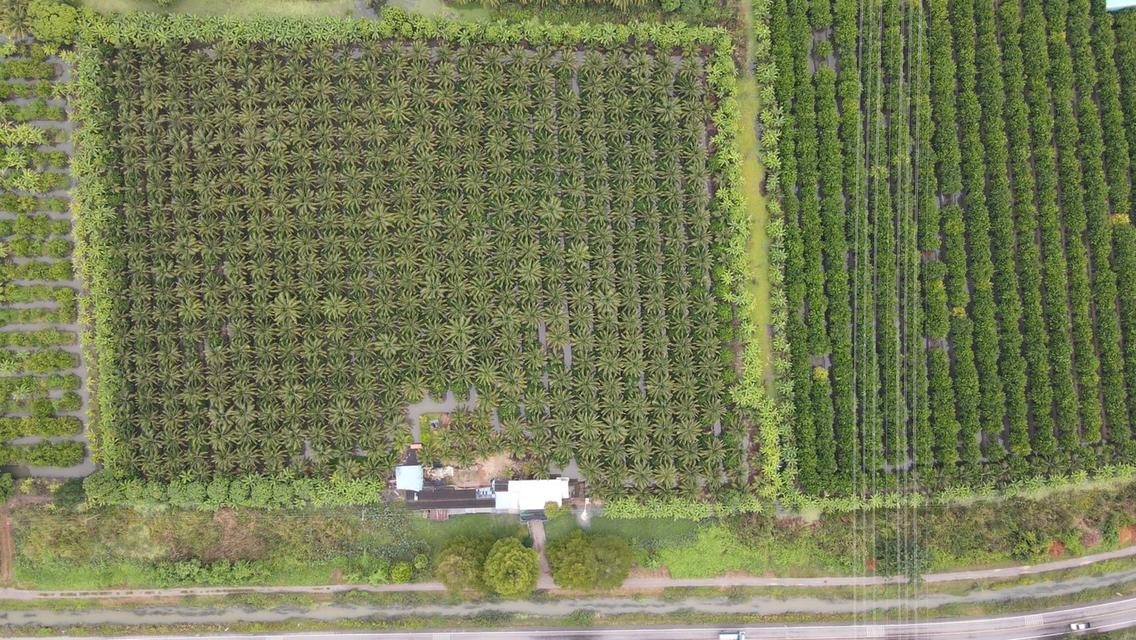 ขายที่ดินสวยเป็นที่สวน ติดหลังวัดหลวงพ่อสด ด้านหน้าติดถนนคลองชลประทาน ยาวประมาณ 600 เมตร ตำบลแพงพวย อำเภอดำเนินสะดวก จังหวัดราชบุรี ทั้งหมด 56 ไร่เศษ 18