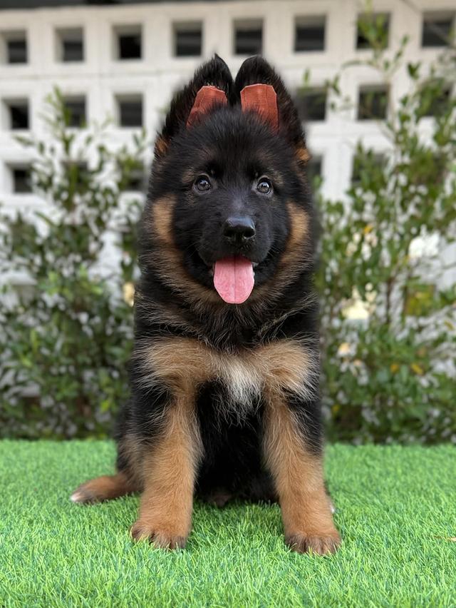 ลูกเยอรมันเชพเพิร์ดขนยาว รูปย่อยที่ 3