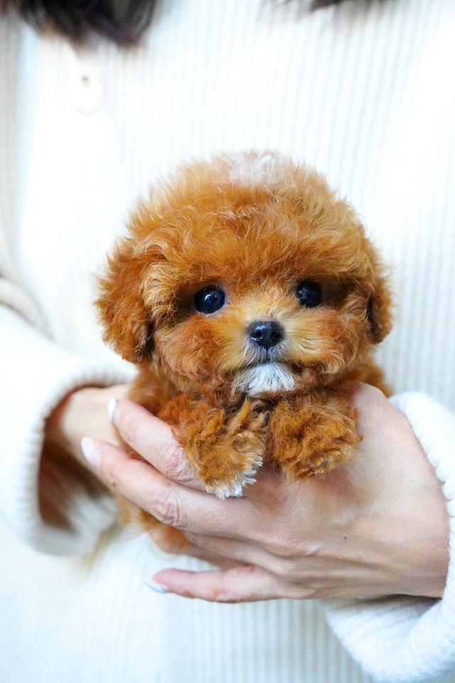 ขายลูกสุนัข Maltipoo สี Red,White พาร์ตี้คัลเลอร์ หน้าตุ๊กตา นำเข้าจากเกาหลี พรีเมีย รูปที่ 5